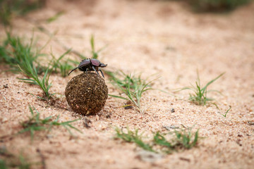 Dung beetle rolling a ball of dung.