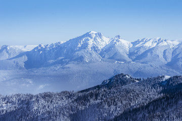 Winter landscape in the mountains with snow covering the pines a