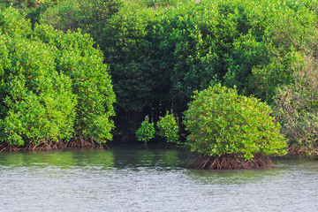 Mangrove trees along the sea