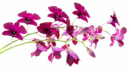 Fototapeta na wymiar purple Orchid flower isolated on white background