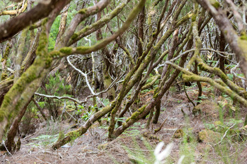 Tropical forest in the mountains on Madeira island . Portugal