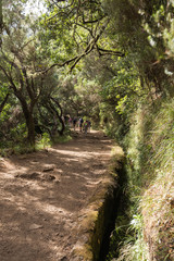 Fototapeta premium Tourist is walking along irrigation canals. Historic water supply system, known as Levada in tropical forest, Madeira Island, Portugal