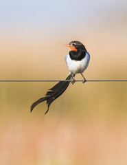 Strange tailed Tyrant, Alectrurus risora, .Ibera Marshes,  Argentina