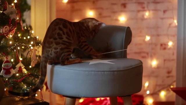 bangal cat christmas decoration
