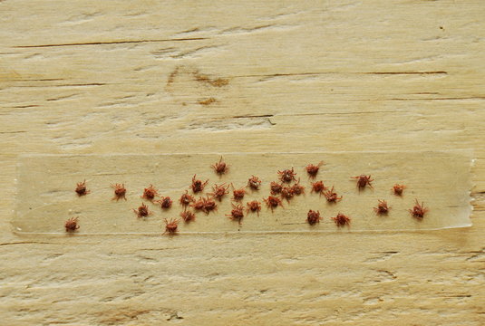 dog ticks got kill by stick on transparent adhesive tape in wooden board