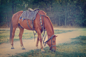 grazing saddled red horse closeup in vintage processing