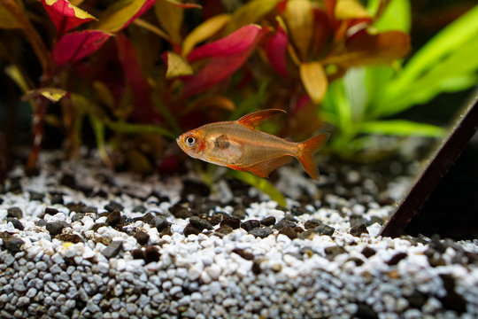 Aquarium | Fische | Pflanzen