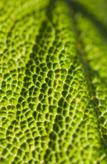 macro texture foglia di salvia