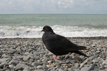 pigeon bird