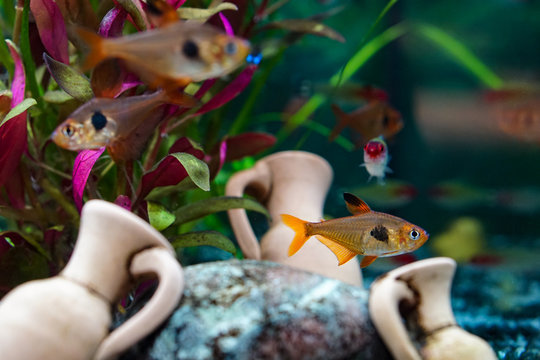 Aquarium | Fische | Pflanzen
