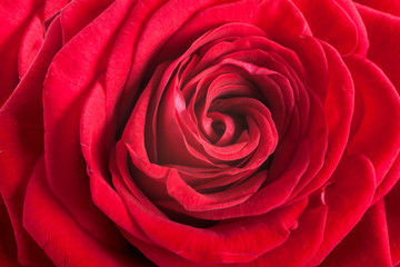 Red rose petals as background