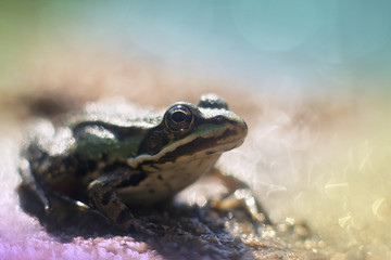 green frog in the pond (Rana esculenta)
