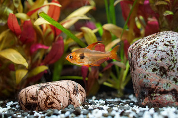 Aquarium | Fische | Pflanzen