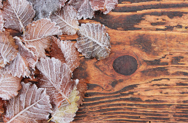 Ulmenblätter mit Eiskristallen im Winter auf Holz, Frost, eiskalt, Kälte, bizarr, gefroren
