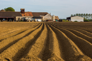 Champs de pommes de terre et la ferme