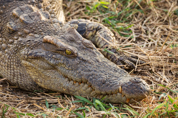 Naklejka premium wildlife crocodile crouching on grass and waiting to hunt. 