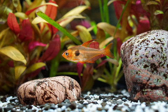 Aquarium | Fische | Pflanzen