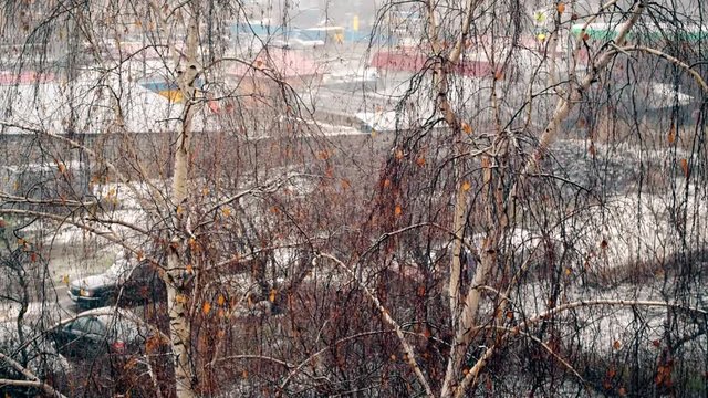 Slow motion of snow falling on background of birch tree with almost no leaves