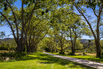 Beautiful green valley with trees covered with bird nests in Abe
