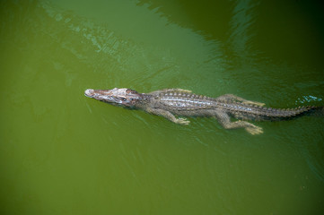 crocodile swims in water. Crocodile farm, Thailand.