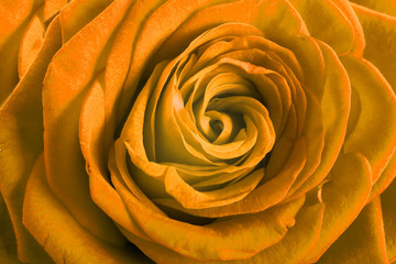 Yellow rose petals as background