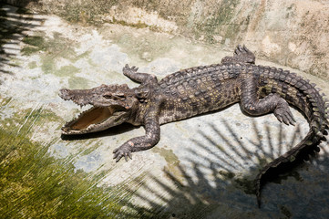 A crocodile basks on land under the shade of the palms opening hole. Crocodile farm in Thailand, on Phuket island