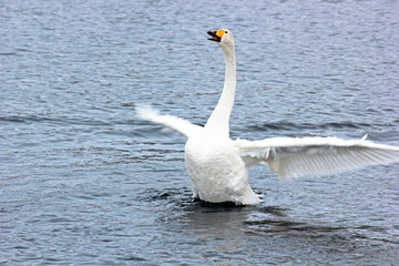 White Swan on a winter lake spreading its wings