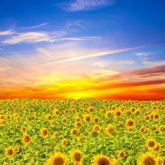 Obraz premium Summer landscape: beauty sunset over sunflowers field