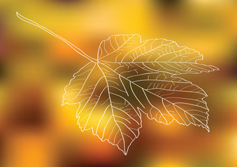 autumnal vector background with maple leaf silhouette sketch isolated on blurry background