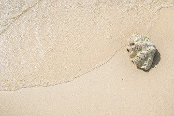 Fototapeta na wymiar Shell on sand at beach and wave