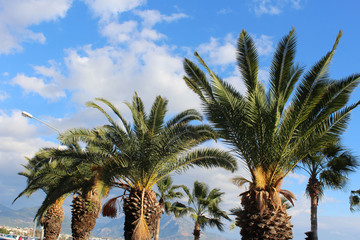 Palm trees in Alanya, Turkey
