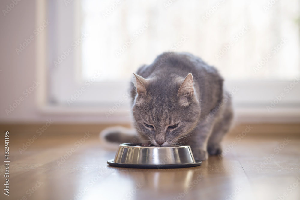 Wall mural cat eating