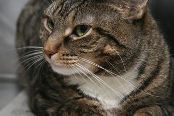BROWN TABBY