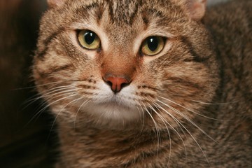 BROWN TABBY