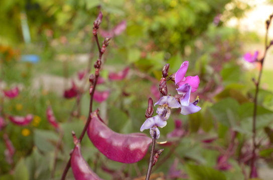 Special heirloom purple green beans
