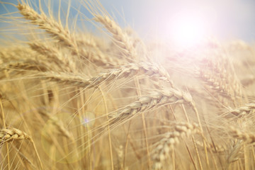 Close up of ripe wheat ears