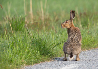 European hare (Lepus europaeus).