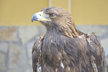 Close up of a golden eagle (Aquila chrysaetos)