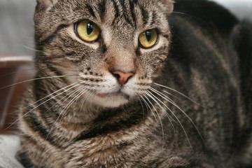 BROWN TABBY