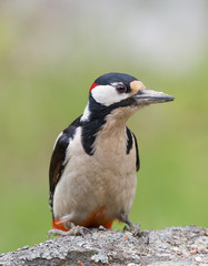  Great spotted woodpecker (Dendrocopos major).
