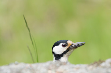 Great spotted woodpecker (Dendrocopos major) .