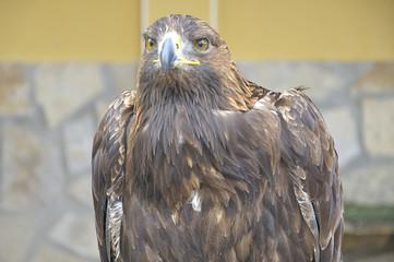 Close up of a golden eagle (Aquila chrysaetos)