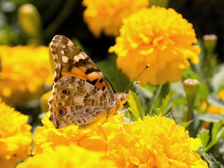 colorful butterfly and yellow flower