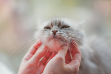 Cat being scratched by a human hand