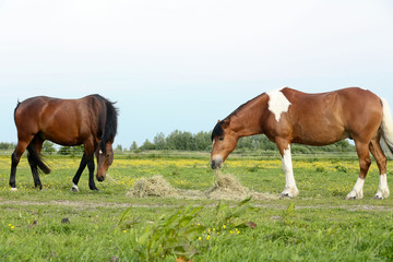 Fototapeta na wymiar Futterneid unter Pferden