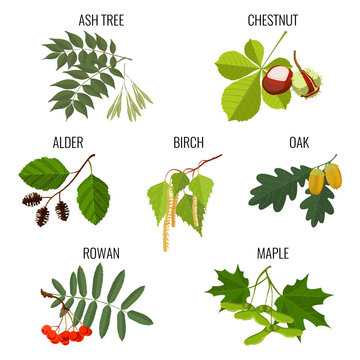 Ash, chestnut, alder, birch, maple, oak with acorns, rowan berries