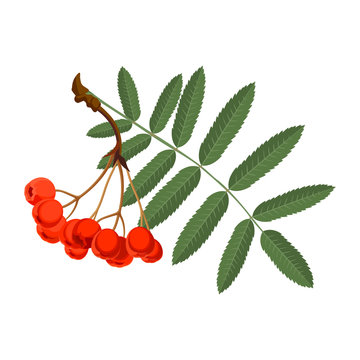 Rowan with green leaves and red berries isolated on white background.