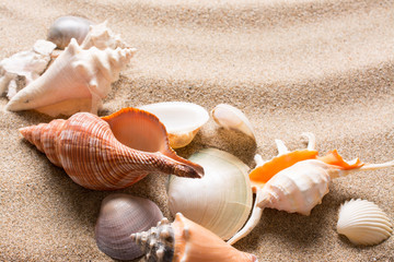 Seashell on the beach. Summer background with hot sand