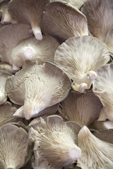 Mushrooms on sale on Market Stall