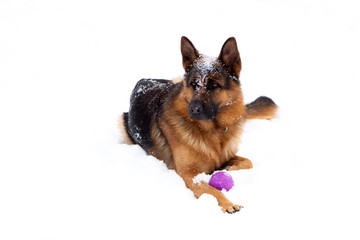 Beautiful cute german shepherd dog lying on a winter snow.
